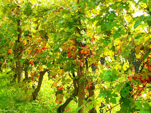 40738 (a): :1600x1200
